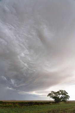 Ovaların üzerinde, ön planda tek bir ağaç olan raf bulutu oluşuyor.