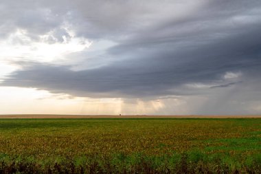 Kara fırtına bulutları soya fasulyesi tarlasında toplanıyor. Gün batımında dramatik bir sahne yaratıyorlar.