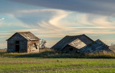 İki çürüyen ahşap ahır, tepemizde güzel bir günbatımı gökyüzü ile Kanada, Saskatchewan kırsalında bir tarlada duruyor.