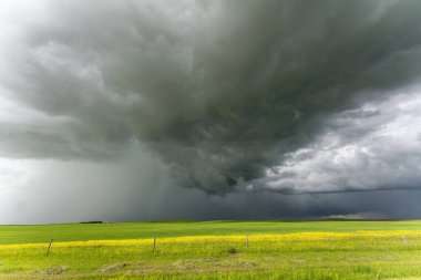 Kanada, Saskatchewan kırsalındaki canlı sarı kanola tarlasında kaygı verici kara fırtına bulutları oluşuyor.