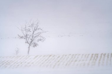 Kar fırtınası sırasında karla kaplı bir tarlada tek başına duran, sakin ama ıssız bir kış manzarası yaratıyor.