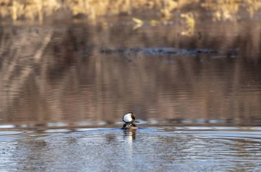 Erkek kapüşonlu merganser sakin bir gölde huzur içinde yüzerken tüylerini kabartıyor.