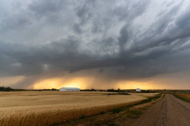 Uğursuz fırtına bulutları altın buğday tarlasının üzerinde toplanıyor. Gün batımında dramatik bir sahne yaratıyorlar.