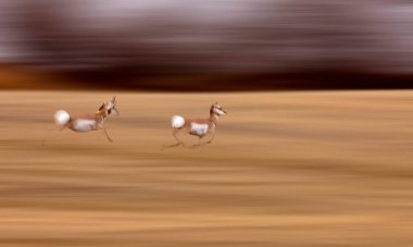 Bir çayırda hızla koşan iki at hareket bulanıklığı yaratıyor.