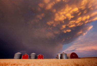 Gün batımında, Kanada bozkırlarındaki bir çiftlikte dramatik memeli bulutları oluşuyor.