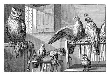 Ahırda şahinler ve baykuşlar. Sol tarafta bir baykuş ve pençelerinin arasında bir av hayvanı var..