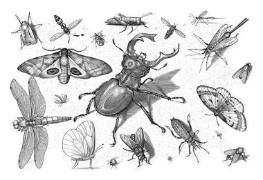 Different insects with a stag beetle in the middle. clipart