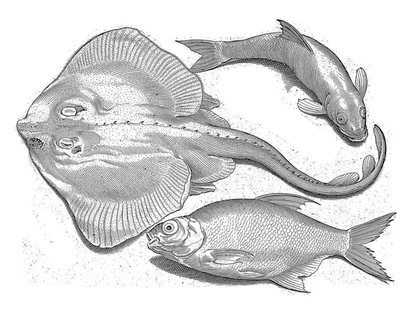 在拉丁文和荷兰文中 Ray Bream和White Efish的题词表明了鱼的身份 — 图库照片