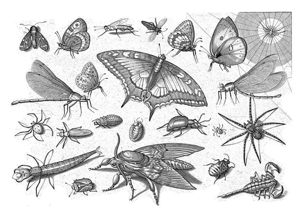 Ortada Kraliçe Sayfası Olan Farklı Böcekler — Stok fotoğraf