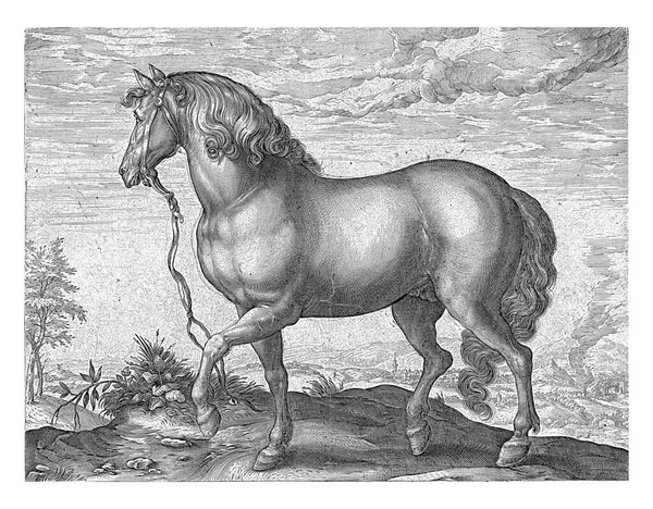 馬を走らせて 背景には山の風景の中に都市 ラテン語のパフォーマンスの下で4行 この印刷物は 40種類の馬のシリーズの一部です — ストック写真