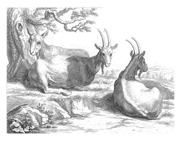 Drei Ziegen Ruhen Unter Einem Baum — Stockfoto