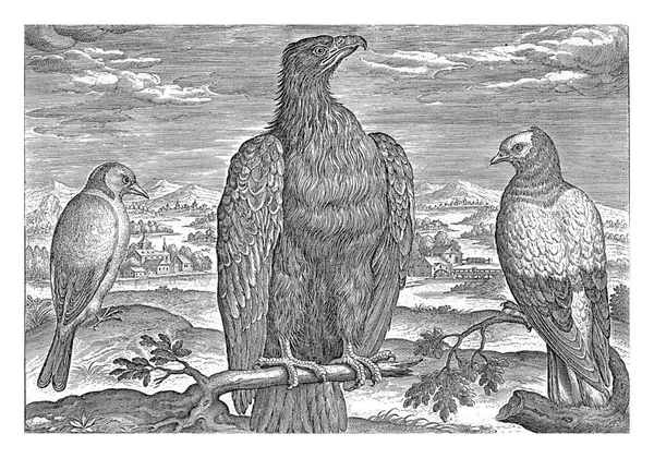 Ein Adler Eine Bachstelze Und Eine Turteltaube Einer Landschaft Der — Stockfoto