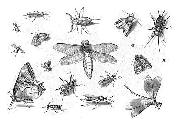 Diferentes Insectos Con Una Libélula Medio —  Fotos de Stock