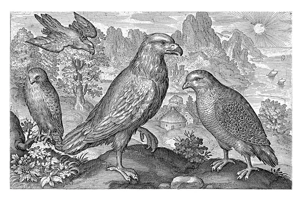 鹰和其他猛禽 Nicolaes Bruyn 1594年 雕刻古董 — 图库照片
