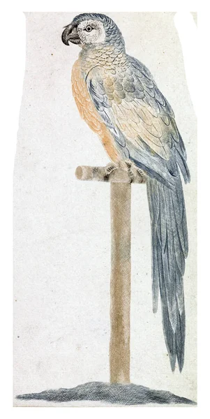 Papoušek Klacku Anonymní 1688 1698 Archivní Rytina — Stock fotografie