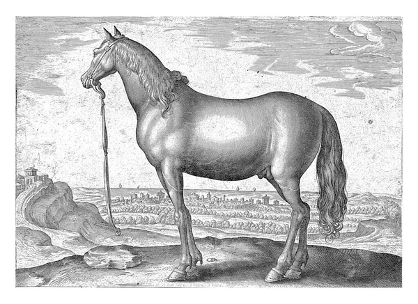 プロファイルでは テッサリアの馬 印刷はラテン語のキャプションを持っており オーストリアのドン フアンの王室の厩舎からの馬の品種に関する39部のシリーズの最初の部分の一部です — ストック写真