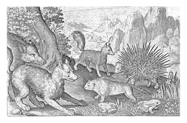 Кабан Лисы Бобры Дикобраз Лягушки Nicolaes Bruyn 1621 Винтажная Гравировка — стоковое фото