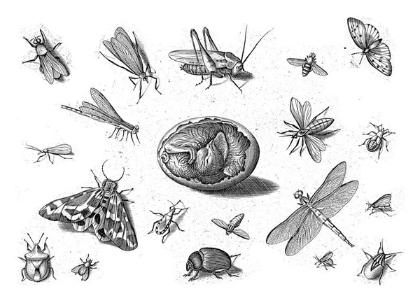 Olika Insekter Med Ett Tvärsnitt Brud Ett Ägg Mitten — Stockfoto