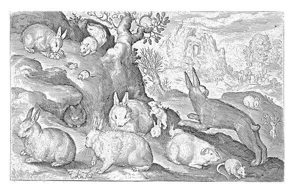 Kaninchen Eichhörnchen Meerschweinchen Und Maus Nicolaes Bruyn 1621 — Stockfoto