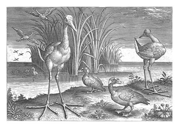 湖岸上有两个巨大的鼻涕和两个戴眼镜的滑板车 背景上是芦苇里的一些鸭子 这张照片是以鸟类为主题的系列中的一部分 — 图库照片