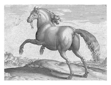 Bir İspanyol atı (Hispanus Alter), arkadan görüldü. Kıvırıyor. Baskının Latince bir başlığı var ve Avusturya 'lı Don Juan' ın kraliyet ahırındaki atlarla ilgili 39 bölümlük serinin ilk bölümünün bir parçası..