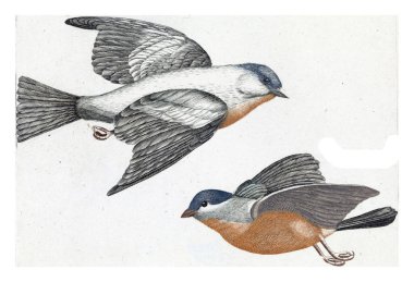 Gray flank tits, anonymous, 1688 - 1698 Two flying gray flank tits. In addition, their names in Latin and French.