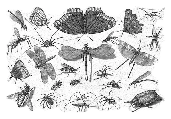 顶部中央有各种披着丧服的昆虫 — 图库照片