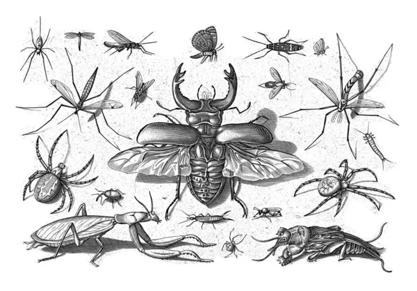 各种昆虫 中间有一只雄鹿甲虫 — 图库照片