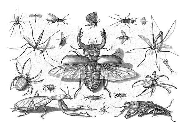 Various insects with a stag beetle in the middle.