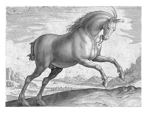 王室の品種の馬 プロフィールです それは聞こえる 印刷はラテン語のキャプションを持っており オーストリアのドン フアンの王室の厩舎からの馬の品種に関する39部のシリーズの最初の部分の一部です — ストック写真