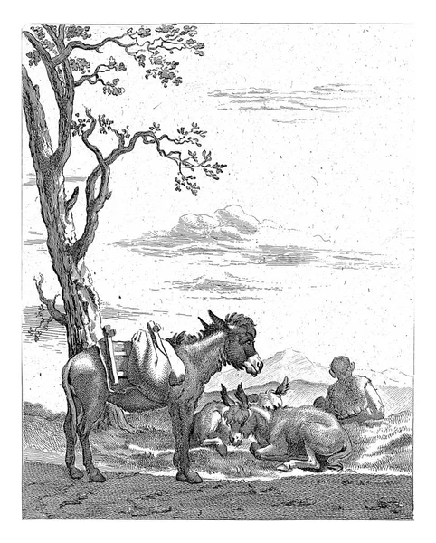 在一片多山的土地上 一个牧羊人在三头驴子旁边休息 — 图库照片