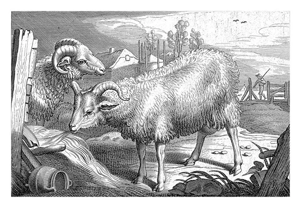 Pasture Sheep Ram Reinier Van Persijn Jacob Gerritsz Cuyp 1641 — Stock Photo, Image