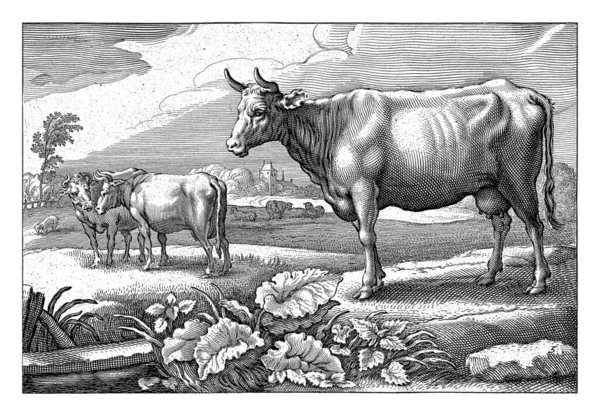 Pascolo Con Mucche Reinier Van Persijn Dopo Jacob Gerritsz Cuyp — Foto Stock