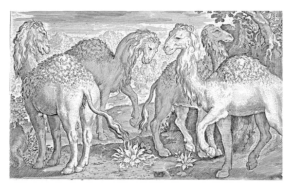 Четыре Dromedaries Nicolaes Bruyn 1621 Vintage Engraving — стоковое фото