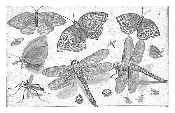 Pillangók Szitakötők Nicolaes Bruyn 1594 — Stock Fotó