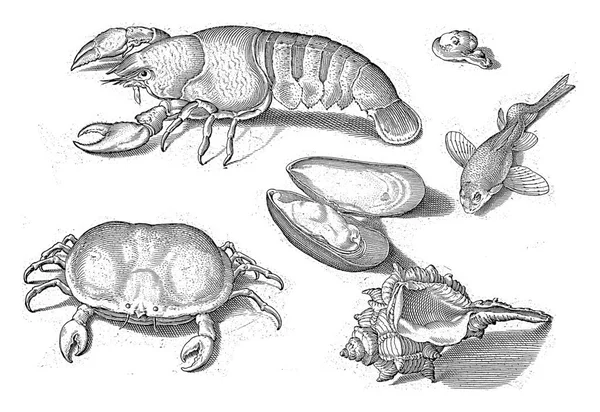 螃蟹和刻有拉丁文和荷兰文甲壳类动物字样的贝壳 — 图库照片