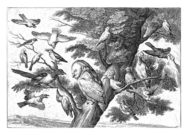 Plusieurs Oiseaux Dont Hibou Assis Sur Les Branches Arbre — Photo