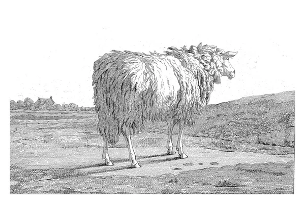 Yandan Sağdan Görünen Bir Arazide Duran Koyunlar — Stok fotoğraf