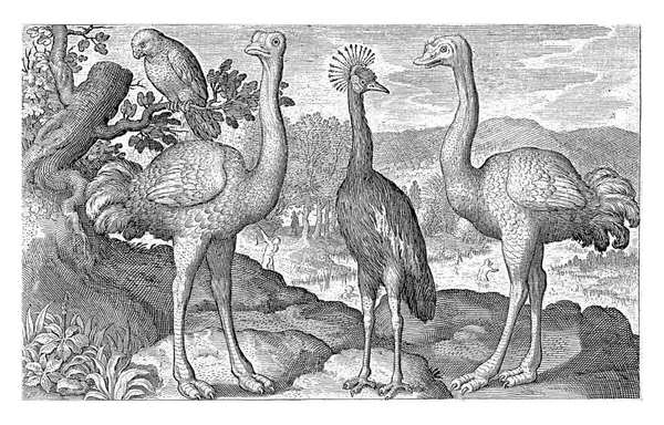 Grulla Coronada Entre Dos Avestruces Nicolaes Bruyn 1594 — Foto de Stock