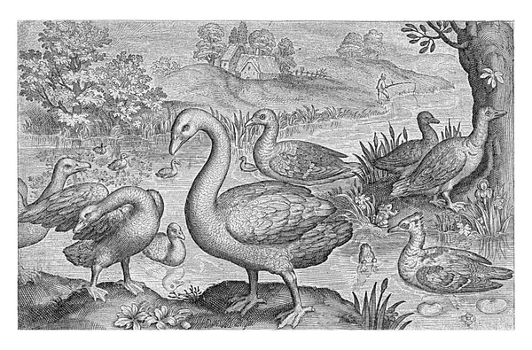 Swan Geese Ducks Water Nicolaes Bruyn 1594 Vintage Gravert – stockfoto