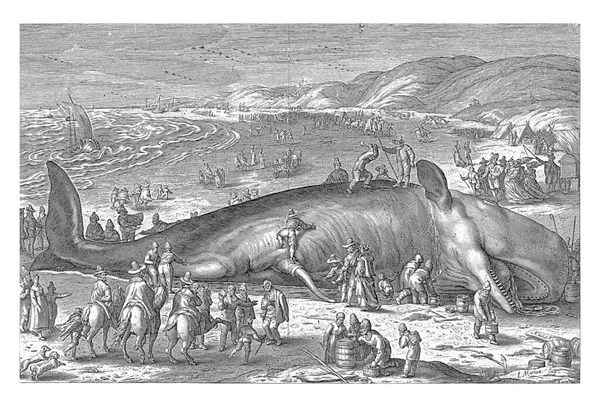 Walvis Potvis Strandde Februari 1598 Het Strand Van Berckhey Tussen — Stockfoto