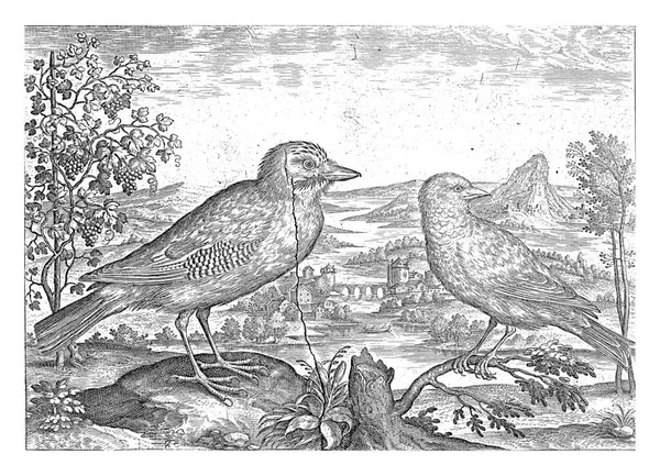 川の風景の中にジェイとフィンチ 本作品は鳥を題材にしたシリーズの一部です — ストック写真