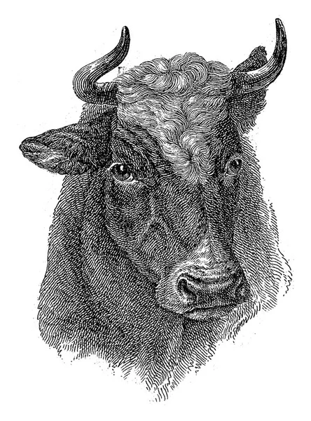 Hlava Krávy Fronty — Stock fotografie