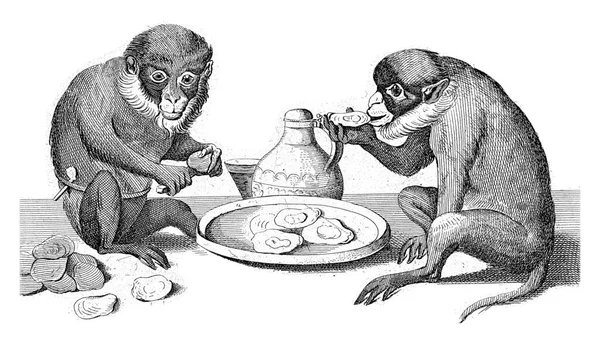 Two Monkeys Sit Next Bowl Oysters One Opens Oysters Knife — Stock Photo, Image