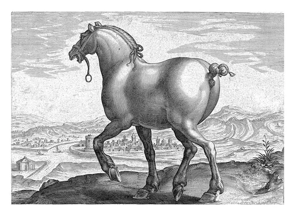 一匹撒克逊马 从后面看到的这张照片上有拉丁文字幕 是奥地利唐璜皇家马厩中关于马的39个系列中的第一部分 — 图库照片
