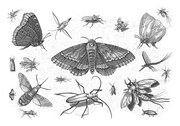 中央に蛾を持つ異なる昆虫 — ストック写真