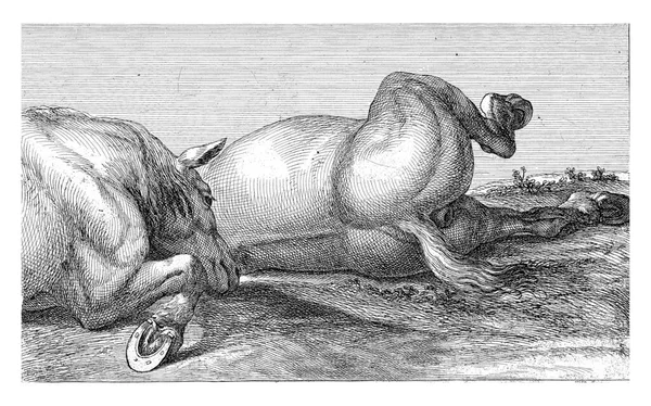 Levá Hlava Noha Koně Viděno Zpoza Druhého Koně — Stock fotografie