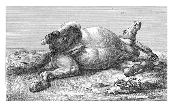 Cavalo Deitado Lado Esquerdo Visto Estômago — Fotografia de Stock