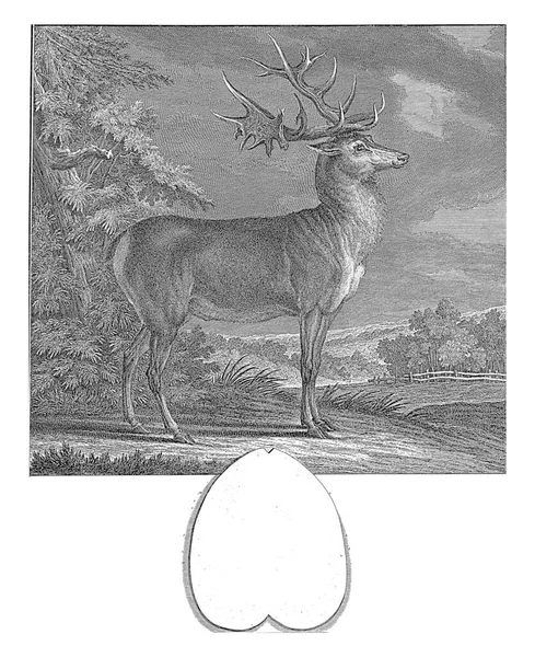 Mycket Stor Hjort Johann Elias Ridinger 1740 1767 — Stockfoto