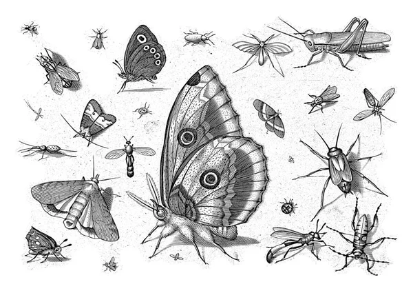 不同的昆虫 中间有蛾 — 图库照片